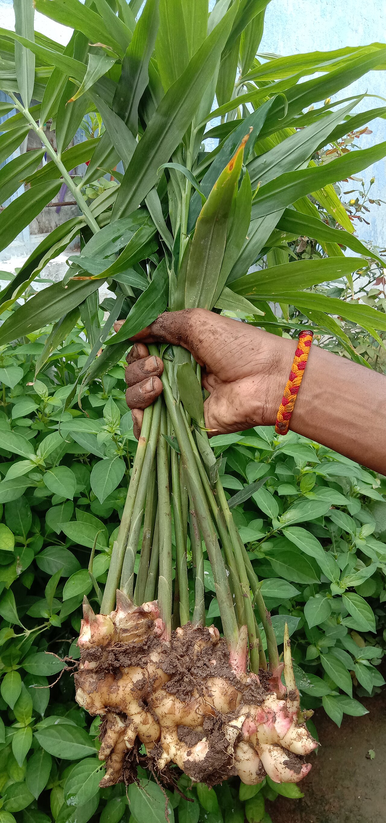 Garlic bulbs with stems drying after harvest