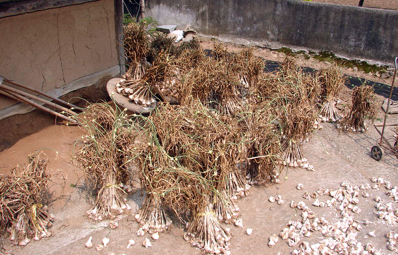 Workers harvesting garlic in a field