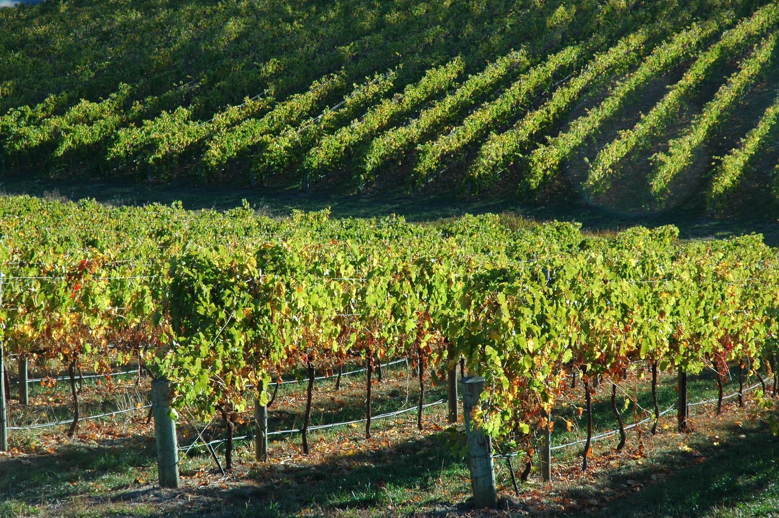 Vineyards in the Adelaide Hills