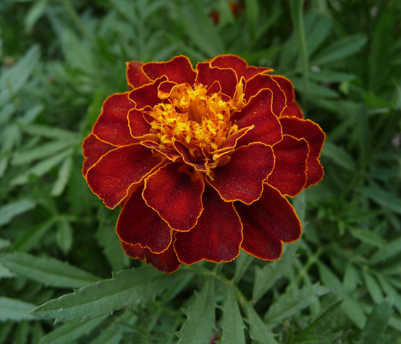 Marigold flowers blooming in a vegetable garden bed