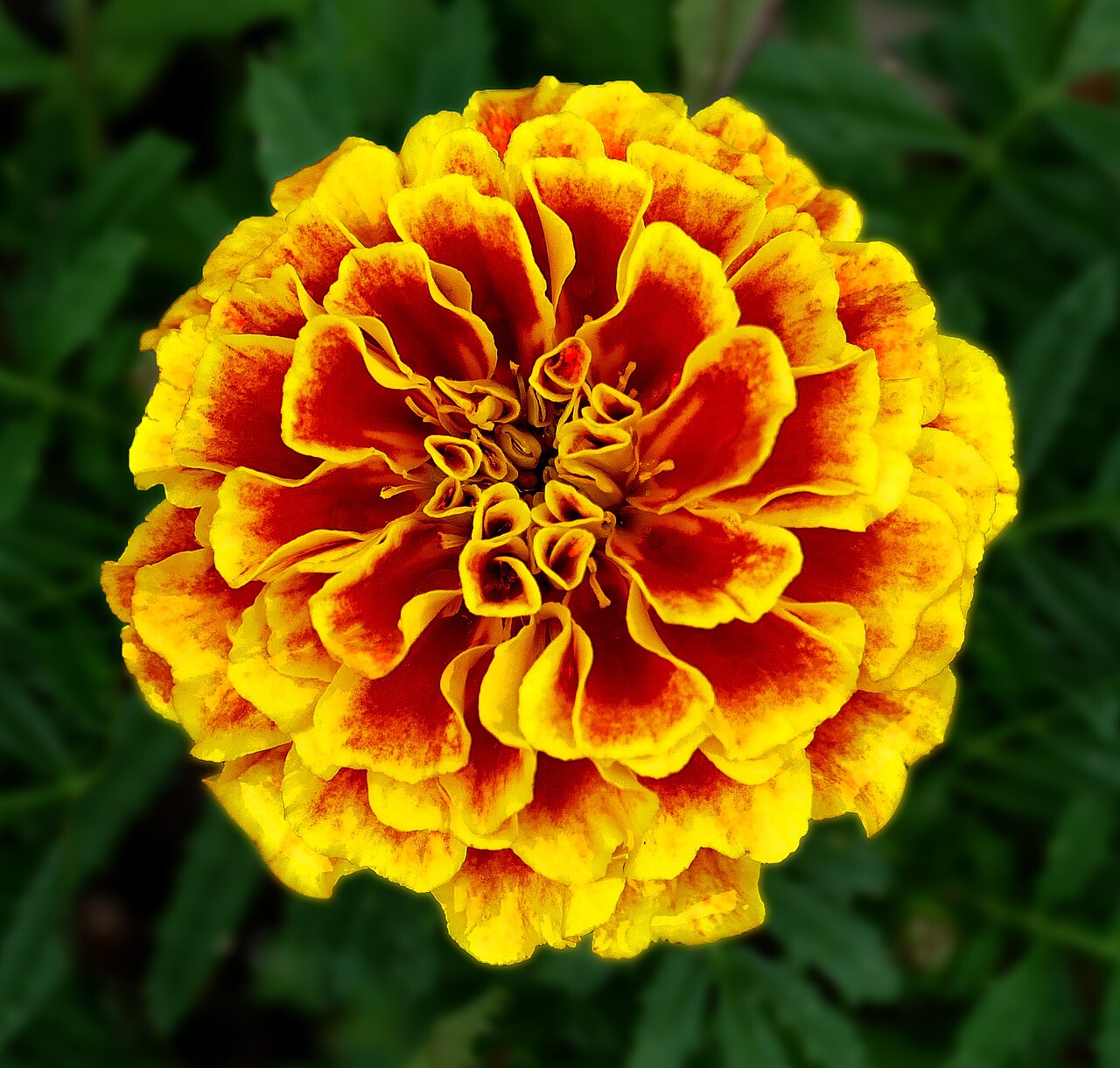 Close-up of a marigold flower showing its layered petals