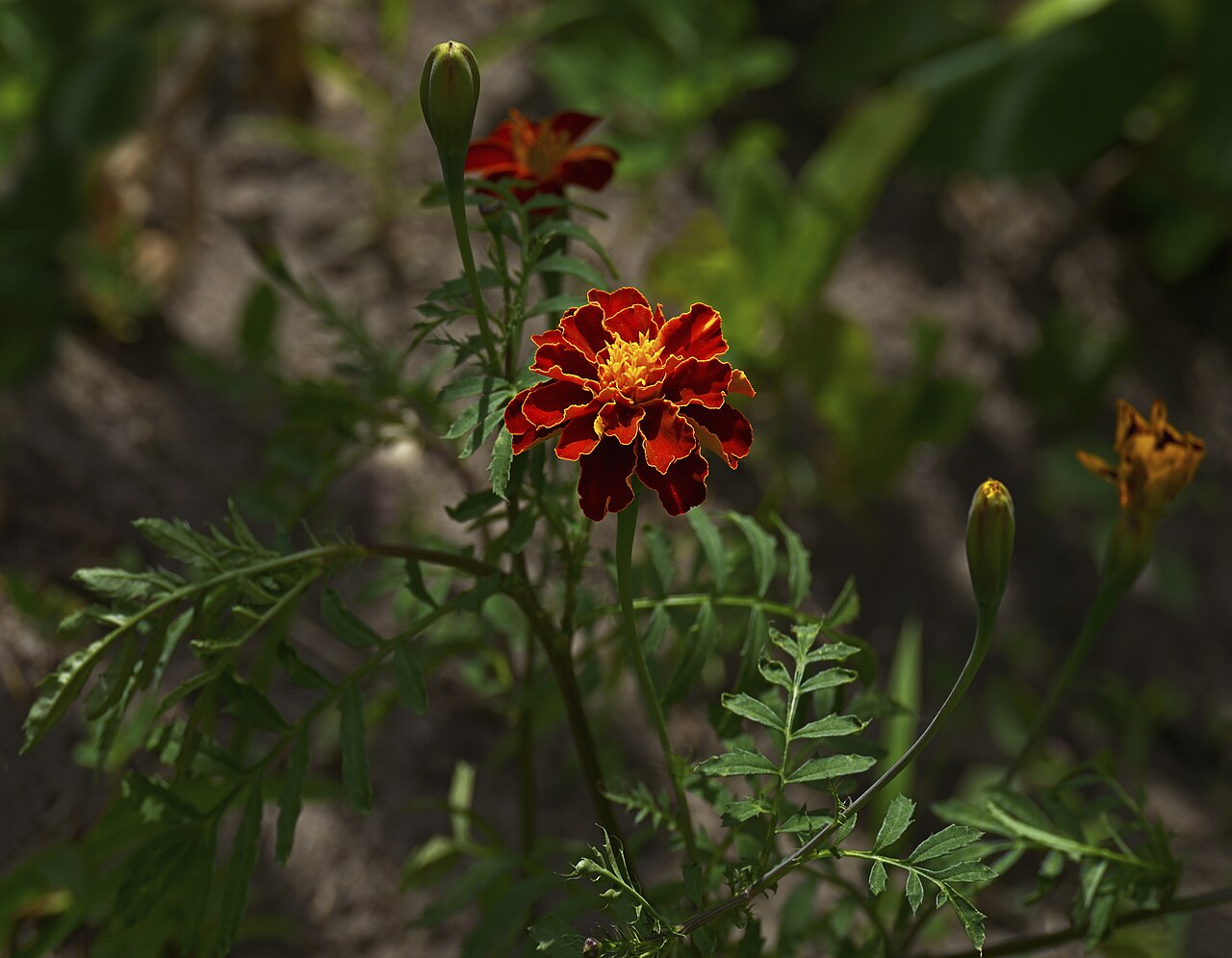 Marigold plants growing in rows in a garden bed