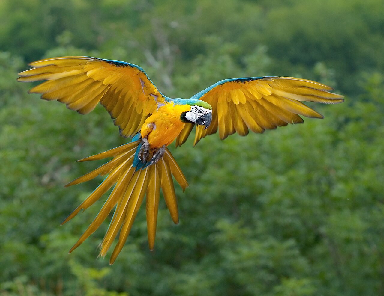 A blue-and-yellow macaw perched on a branch