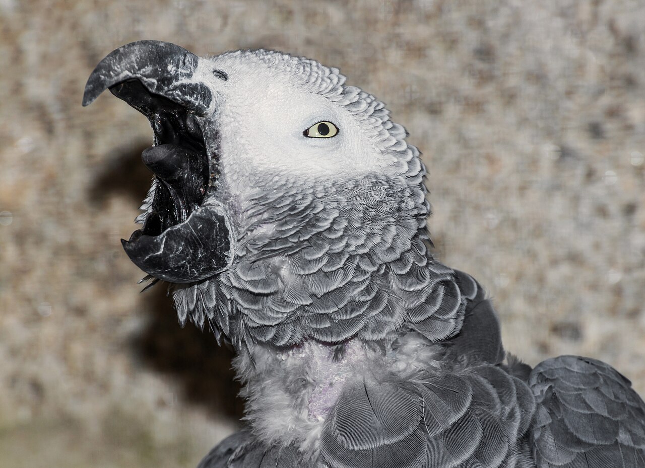 An African grey parrot perched and looking at the camera