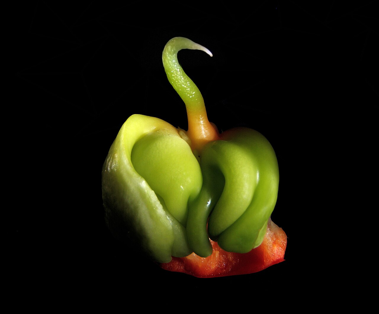 Pepper plants with ripening fruit in a garden bed