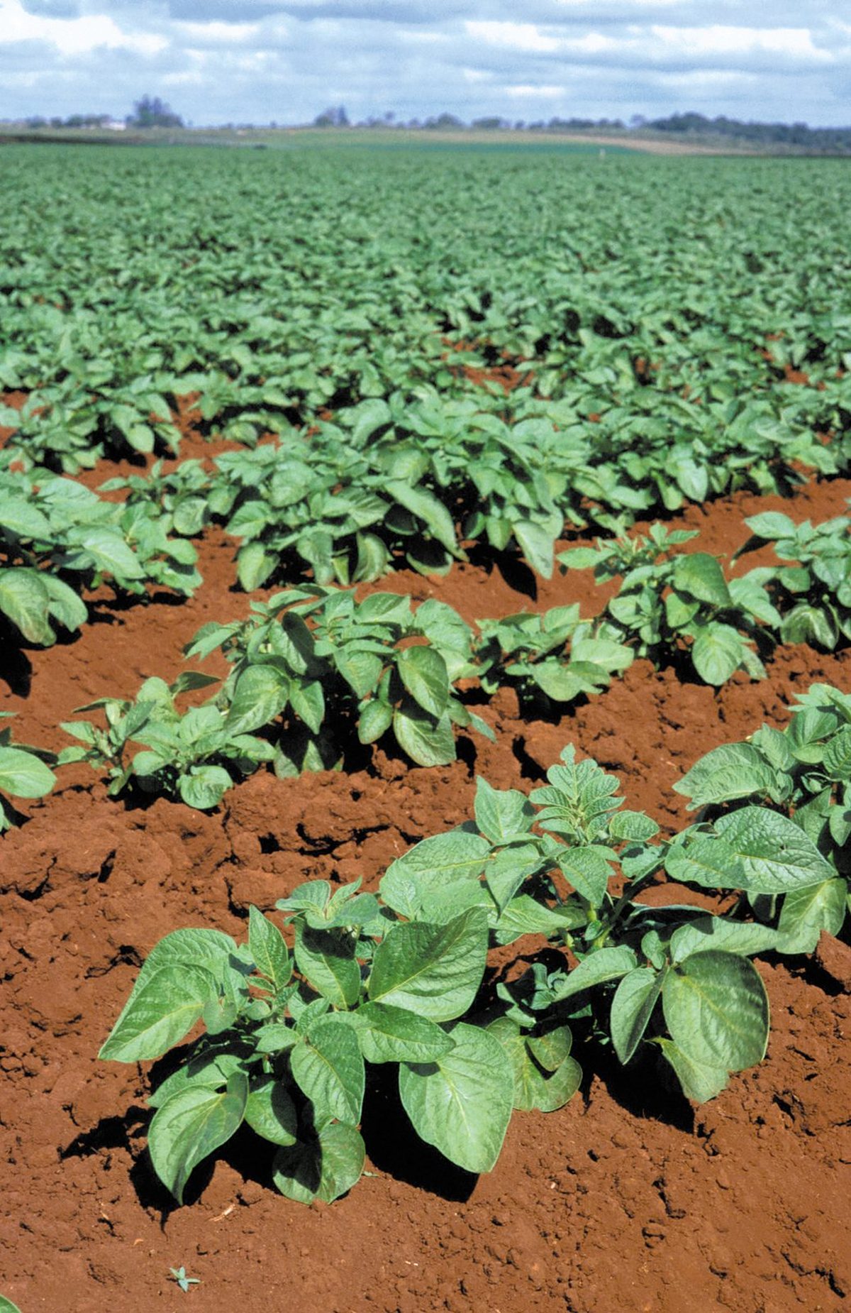 Potato plants growing in hilled rows in a garden