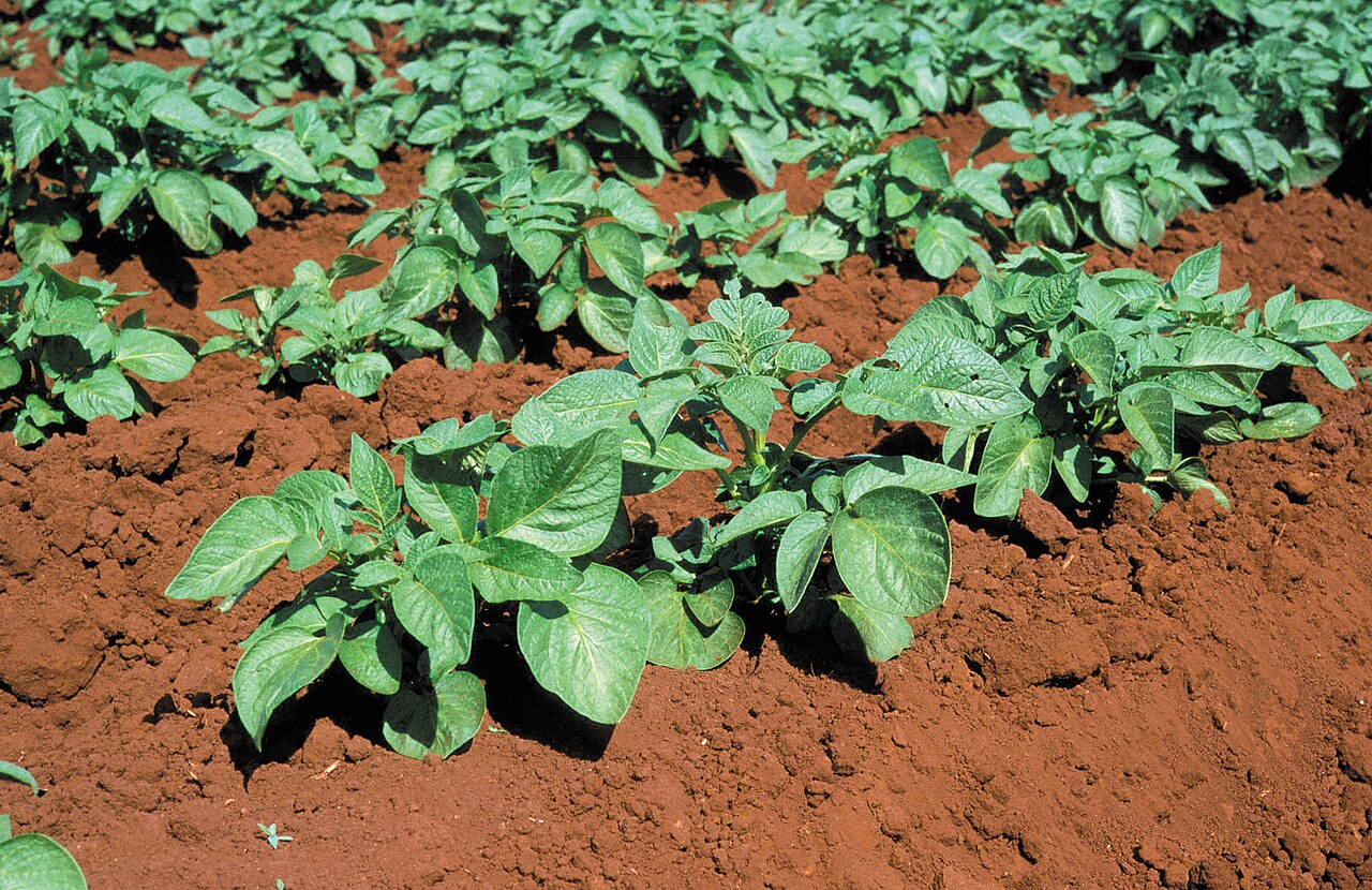 Potato plants growing in rows on a farm