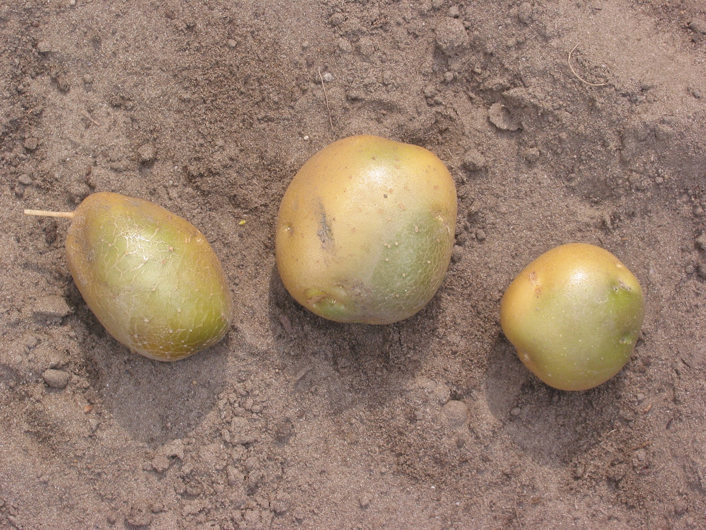 Green potatoes with a green tint on their skins