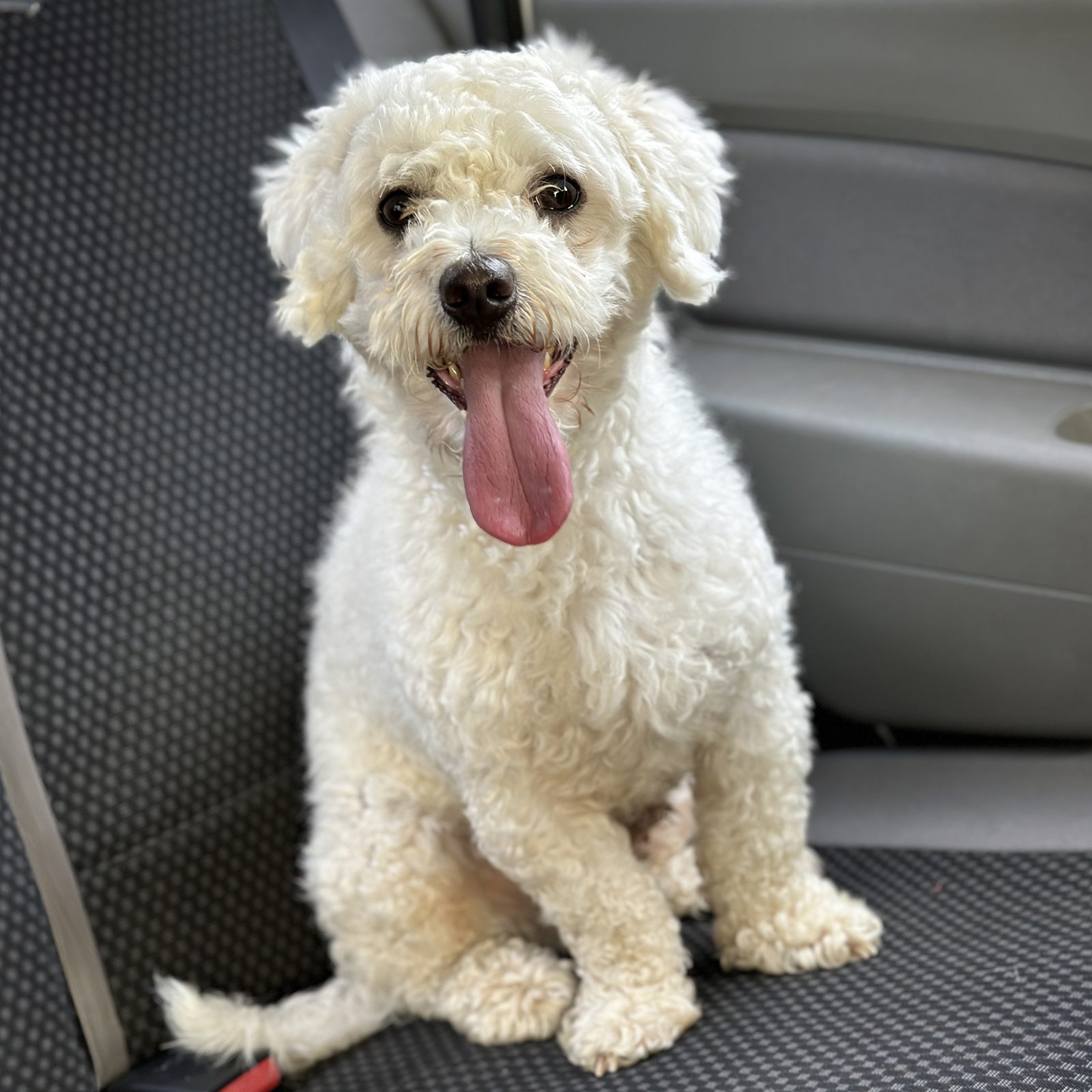 A fluffy white dog like Toby