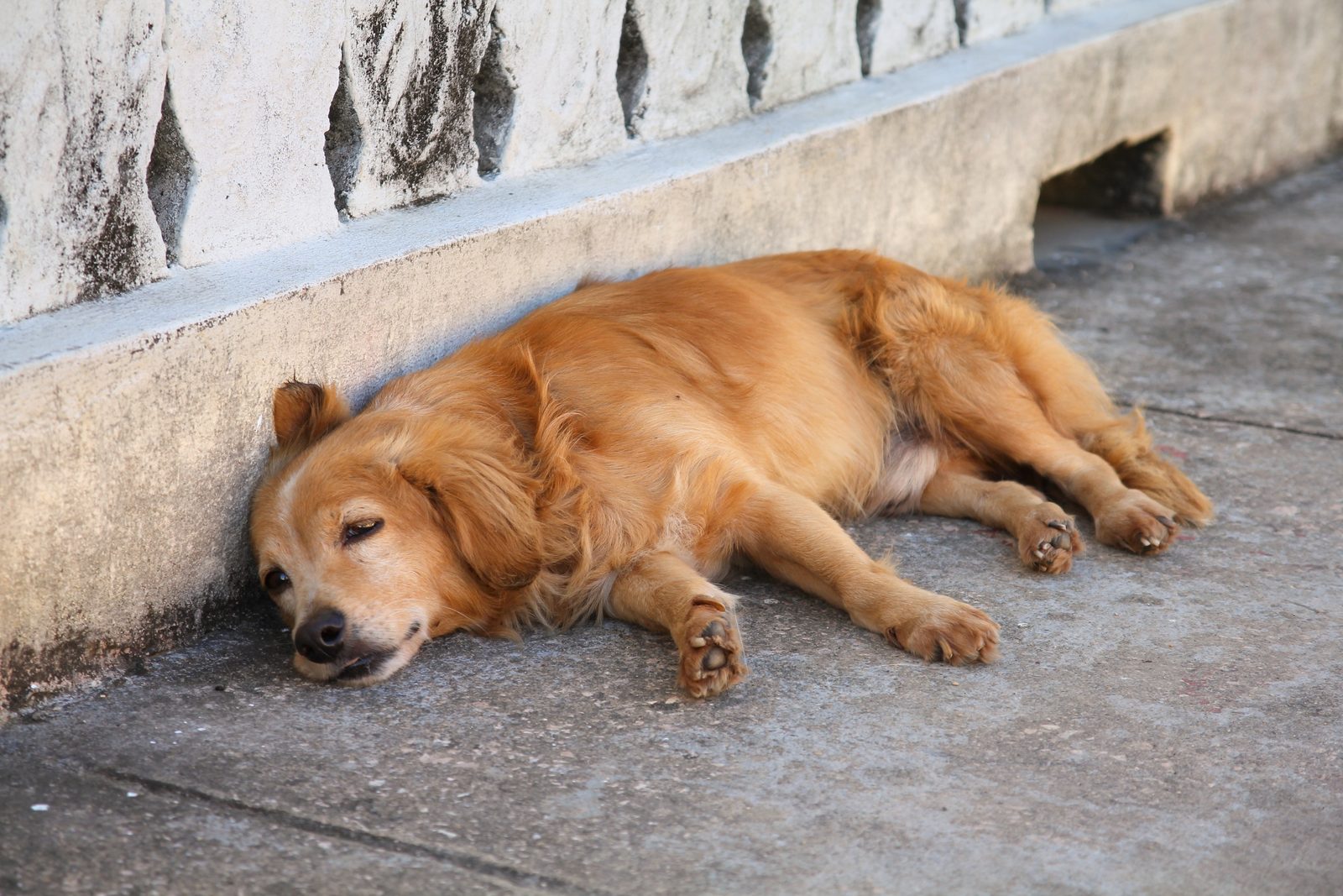 A sleepy senior dog rests