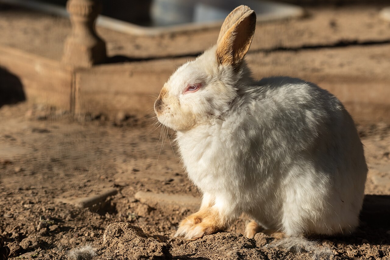 A white rabbit sitting alert on bare ground with ears upright