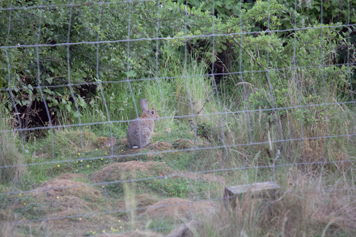A wild rabbit in a meadow seen through a wire fence