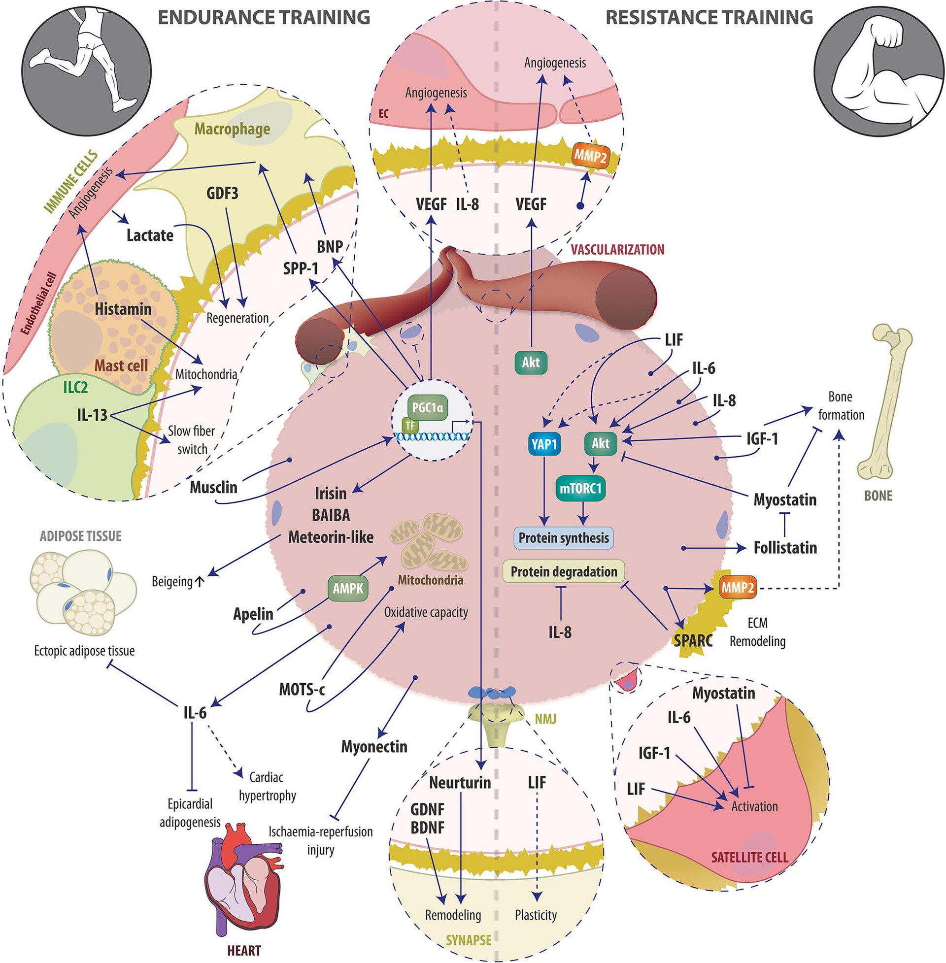 Diagram of skeletal muscle and the substances it can release