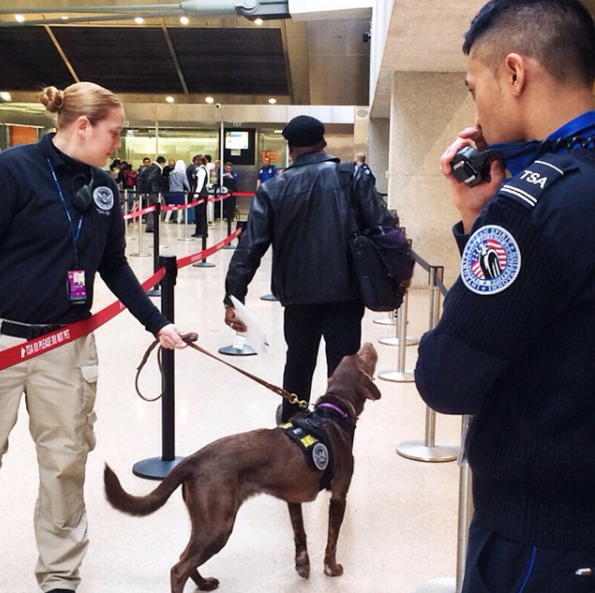 A TSA canine team screening passengers at an airport