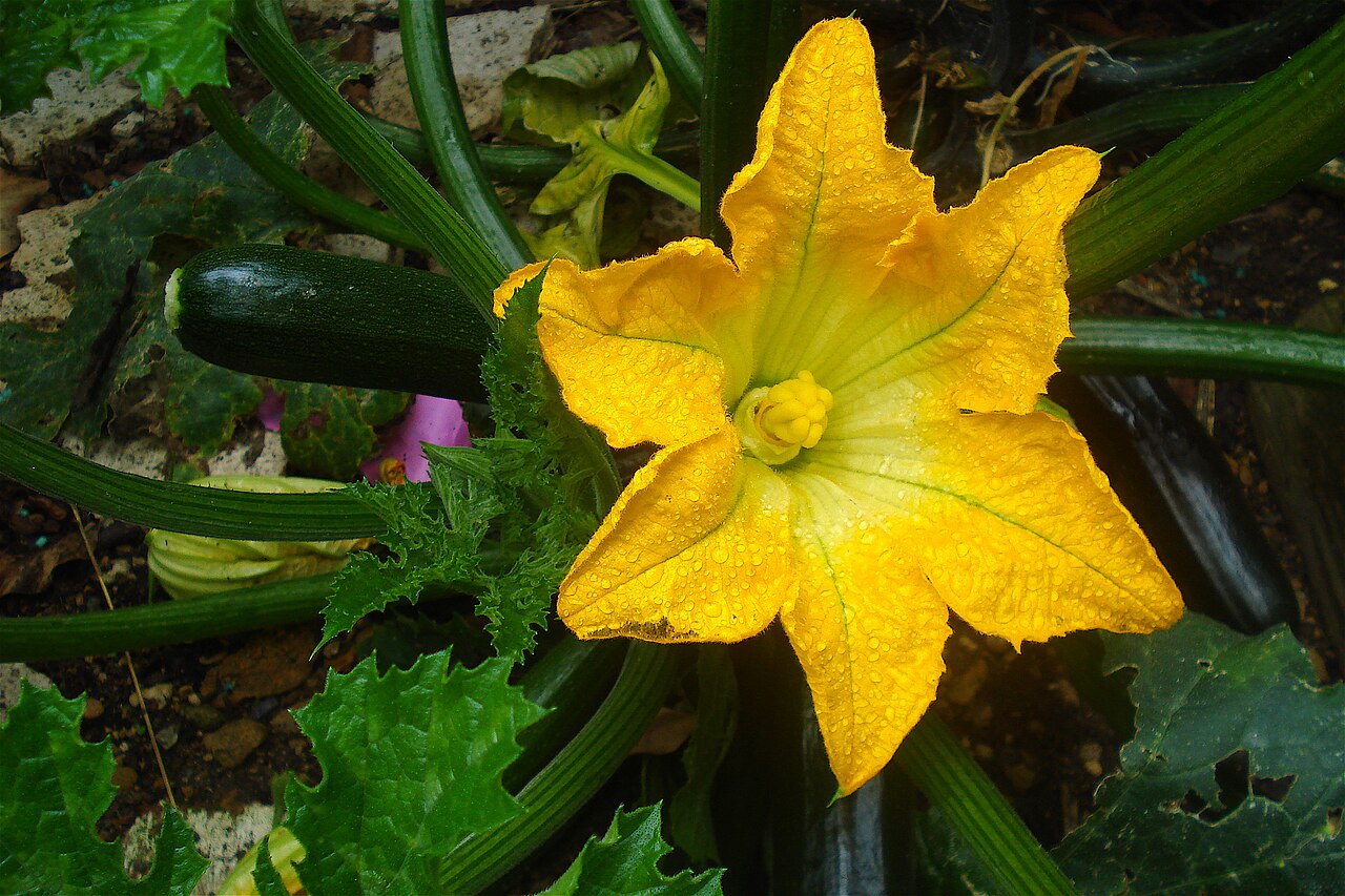 A zucchini plant with open yellow flowers in a garden bed