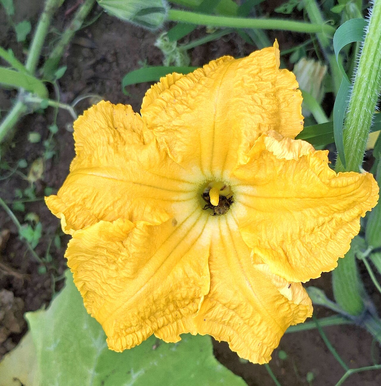 Squash flowers open in the morning for pollination