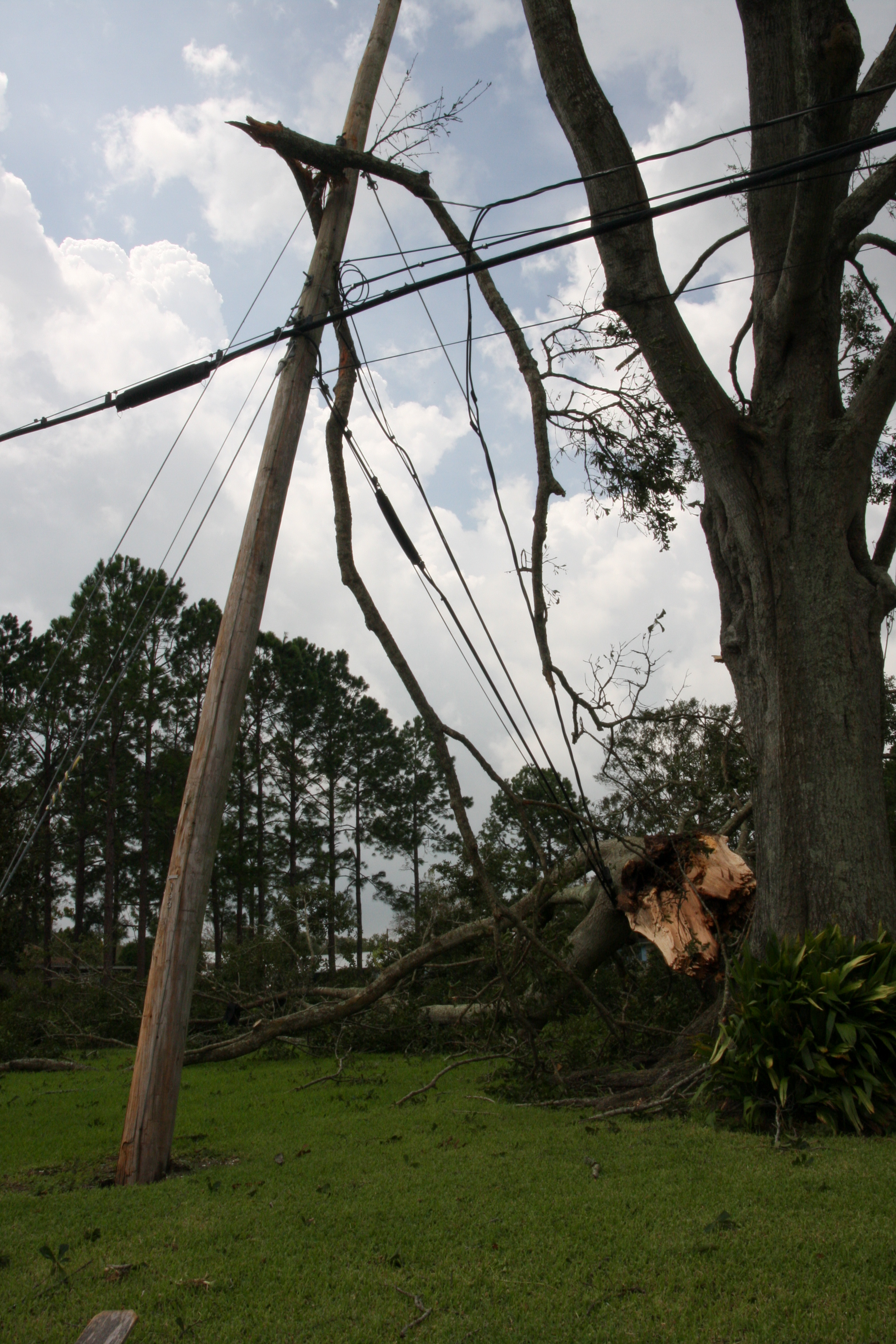 A tree tangled in a power line after a storm