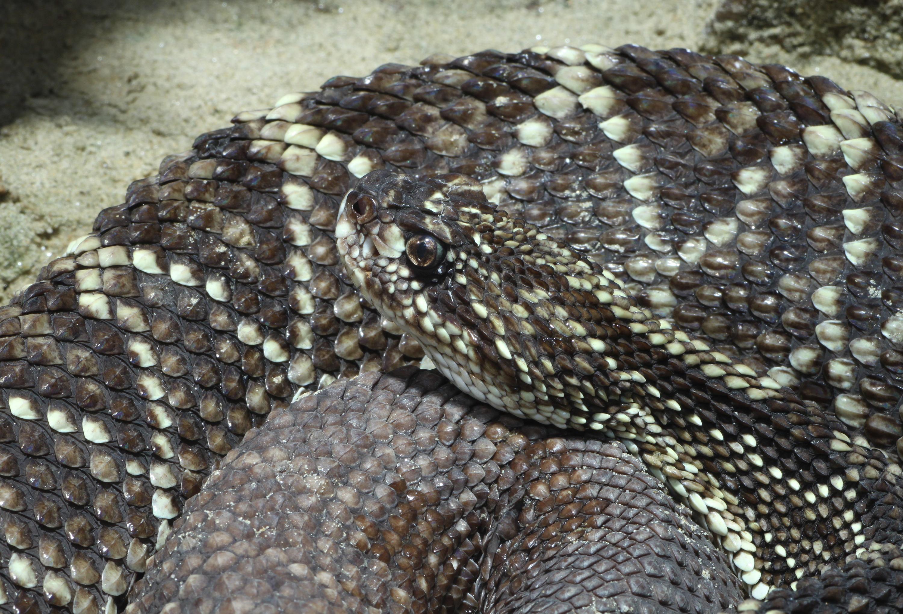 A rattlesnake rests on the ground
