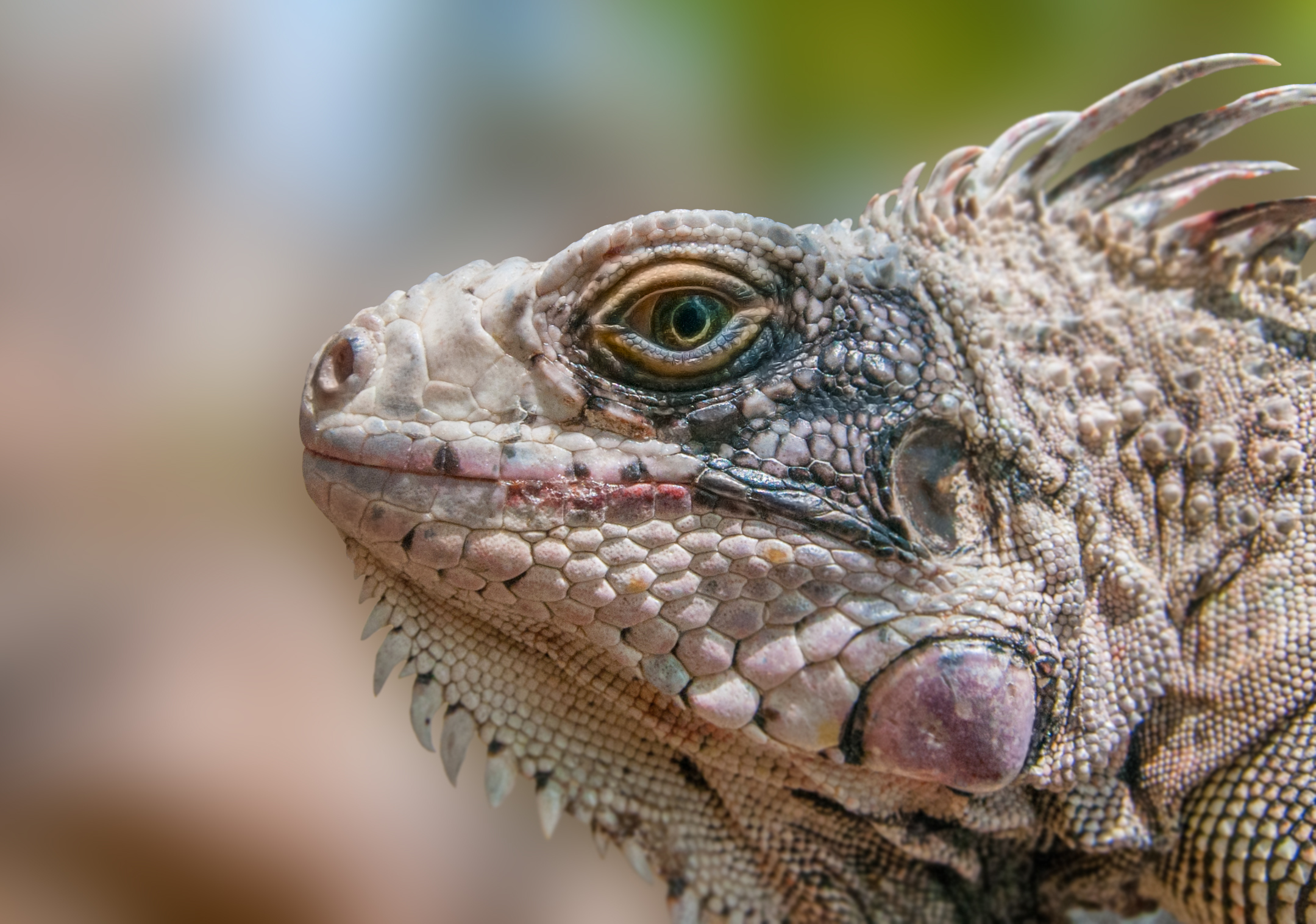A green iguana rests on a branch