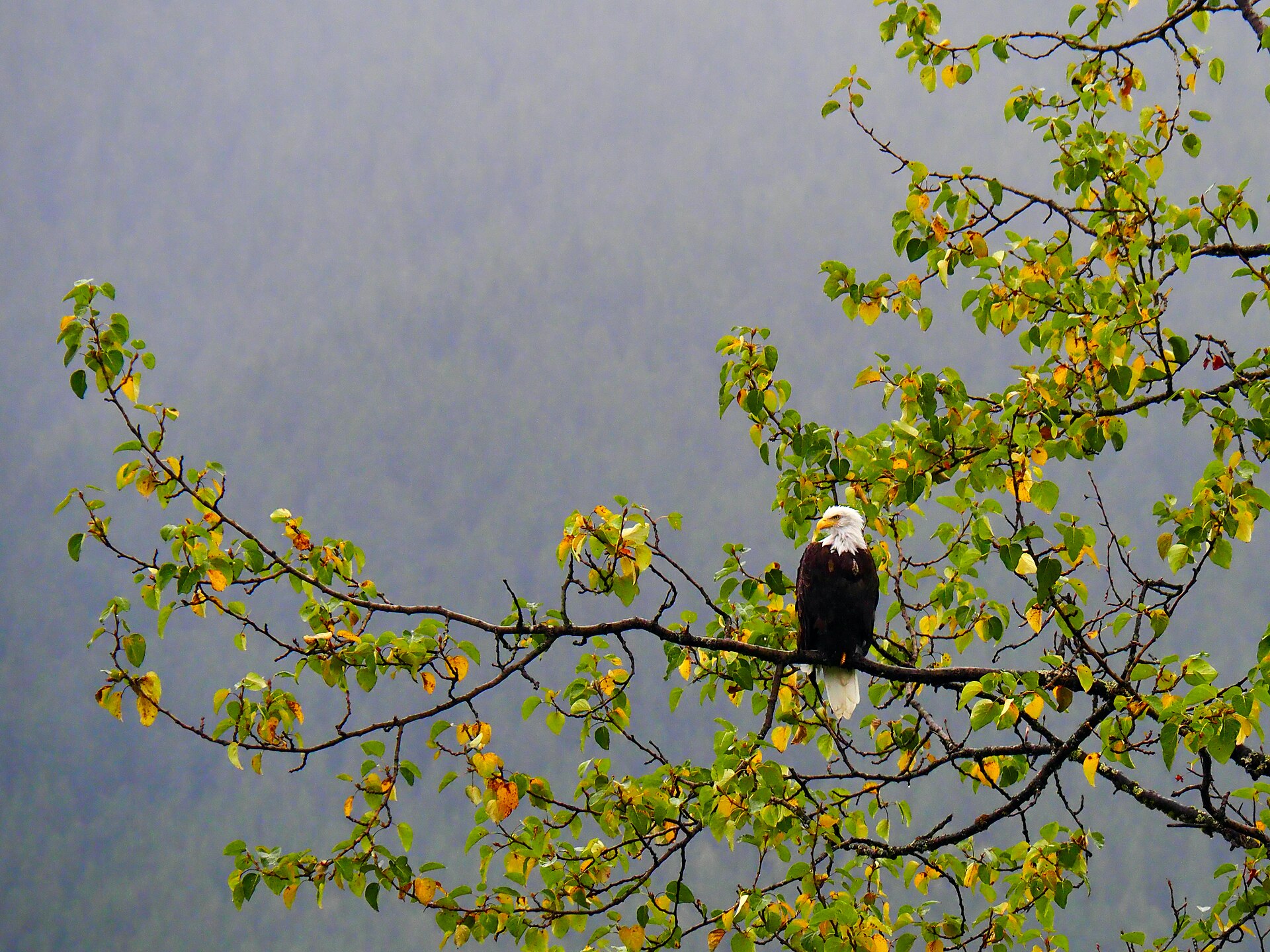 A bald eagle perched in a tree with autumn leaves behind it