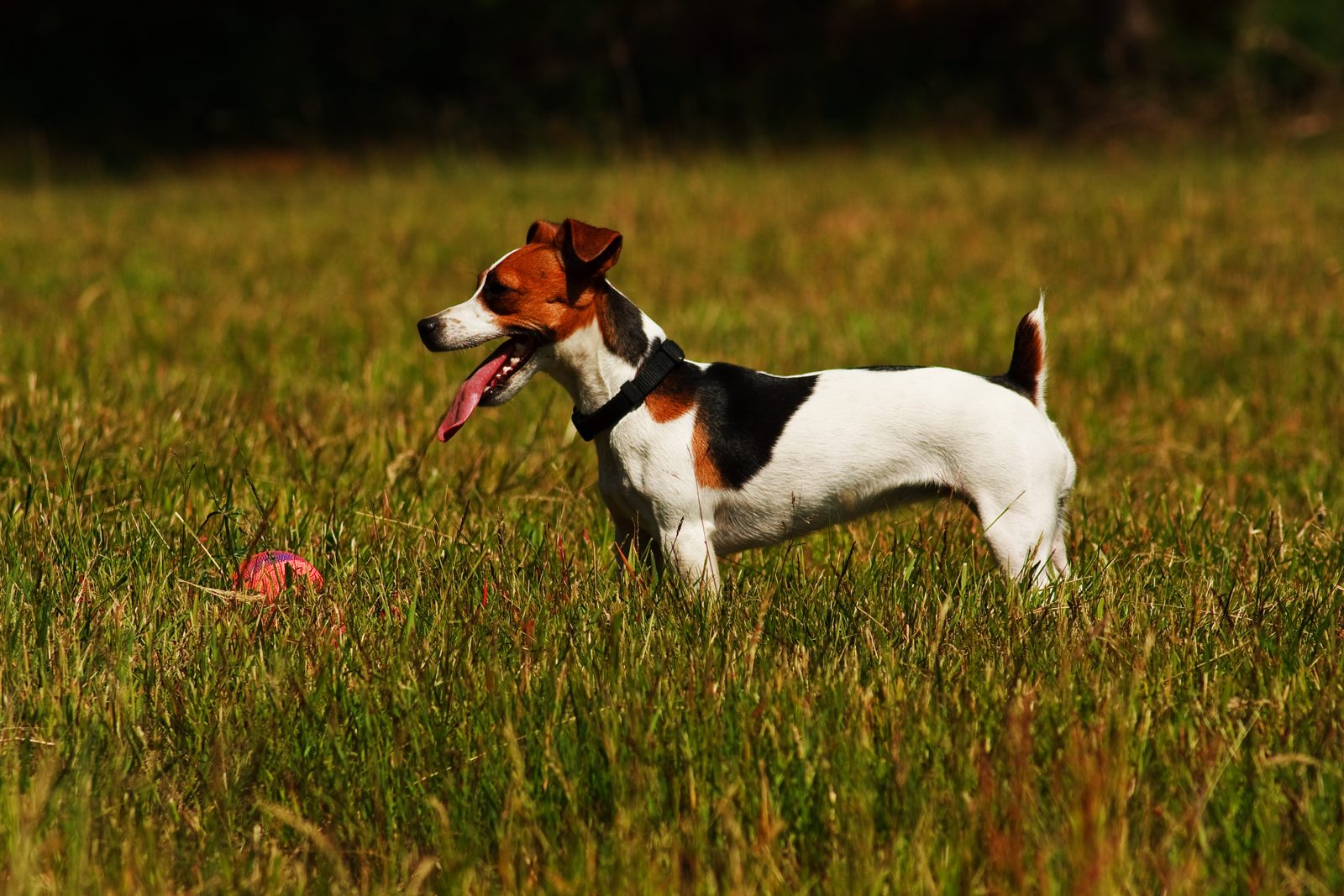 A Jack Russell terrier standing in a field