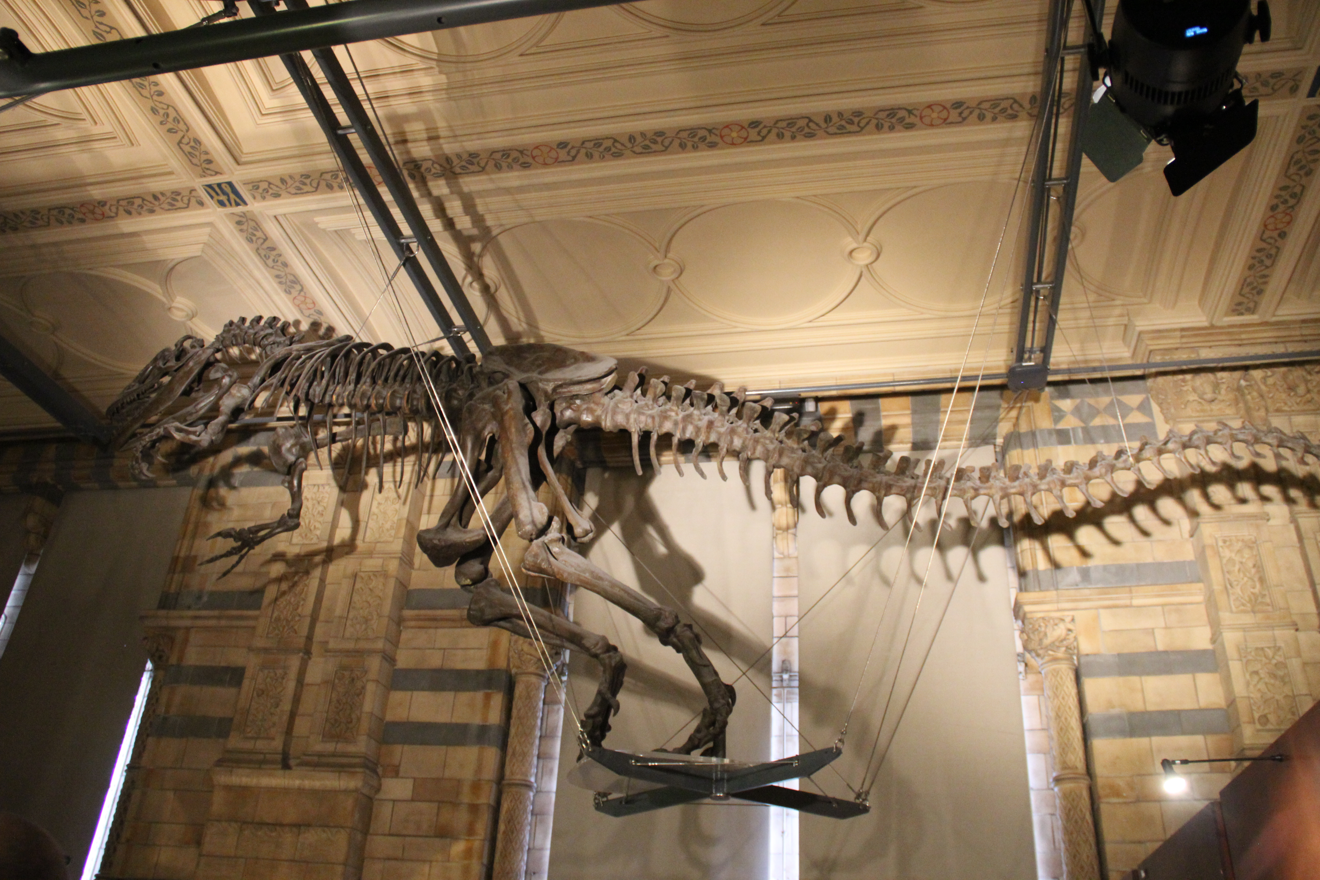A theropod dinosaur skeleton on display in a museum