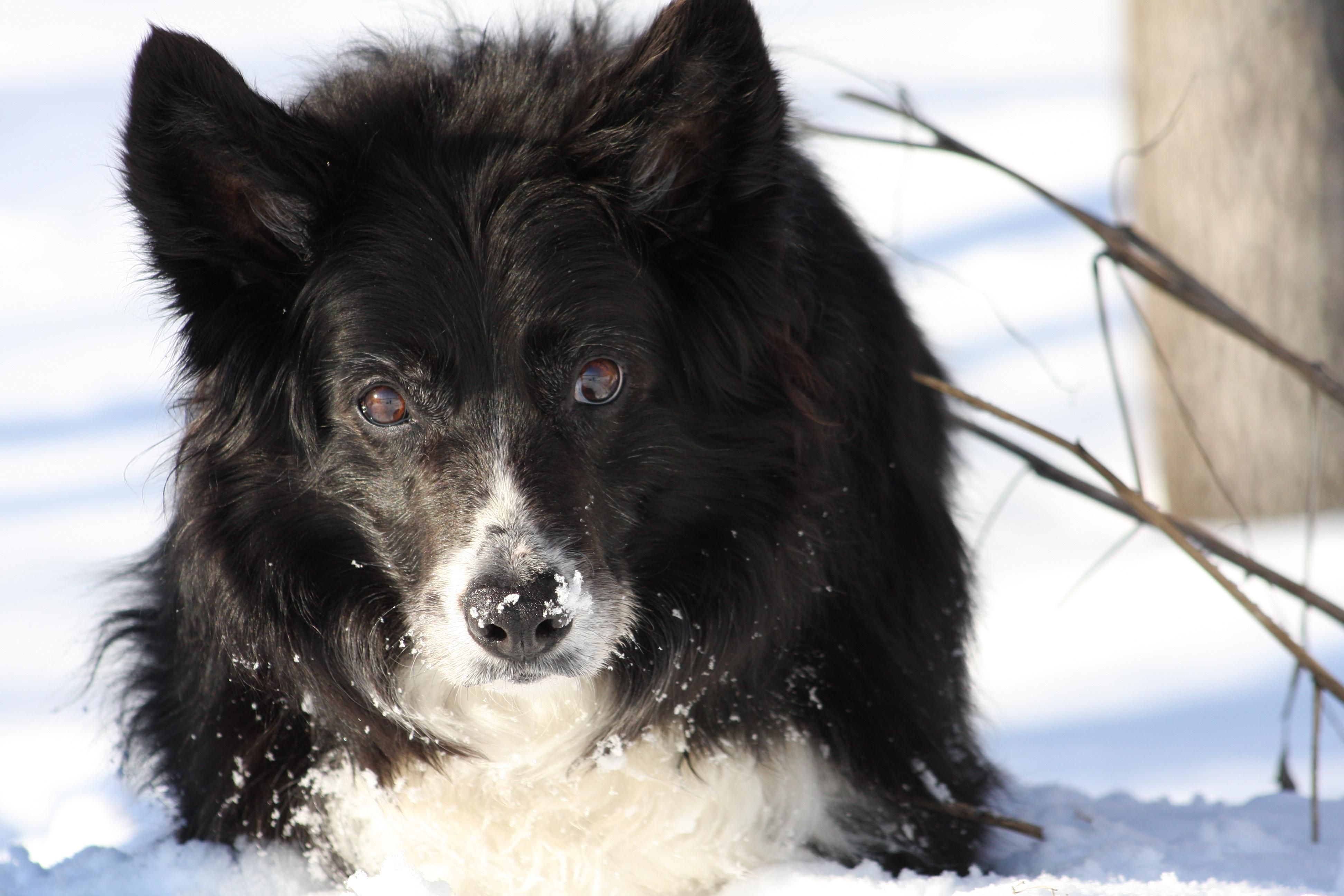 A border collie dog in the snow