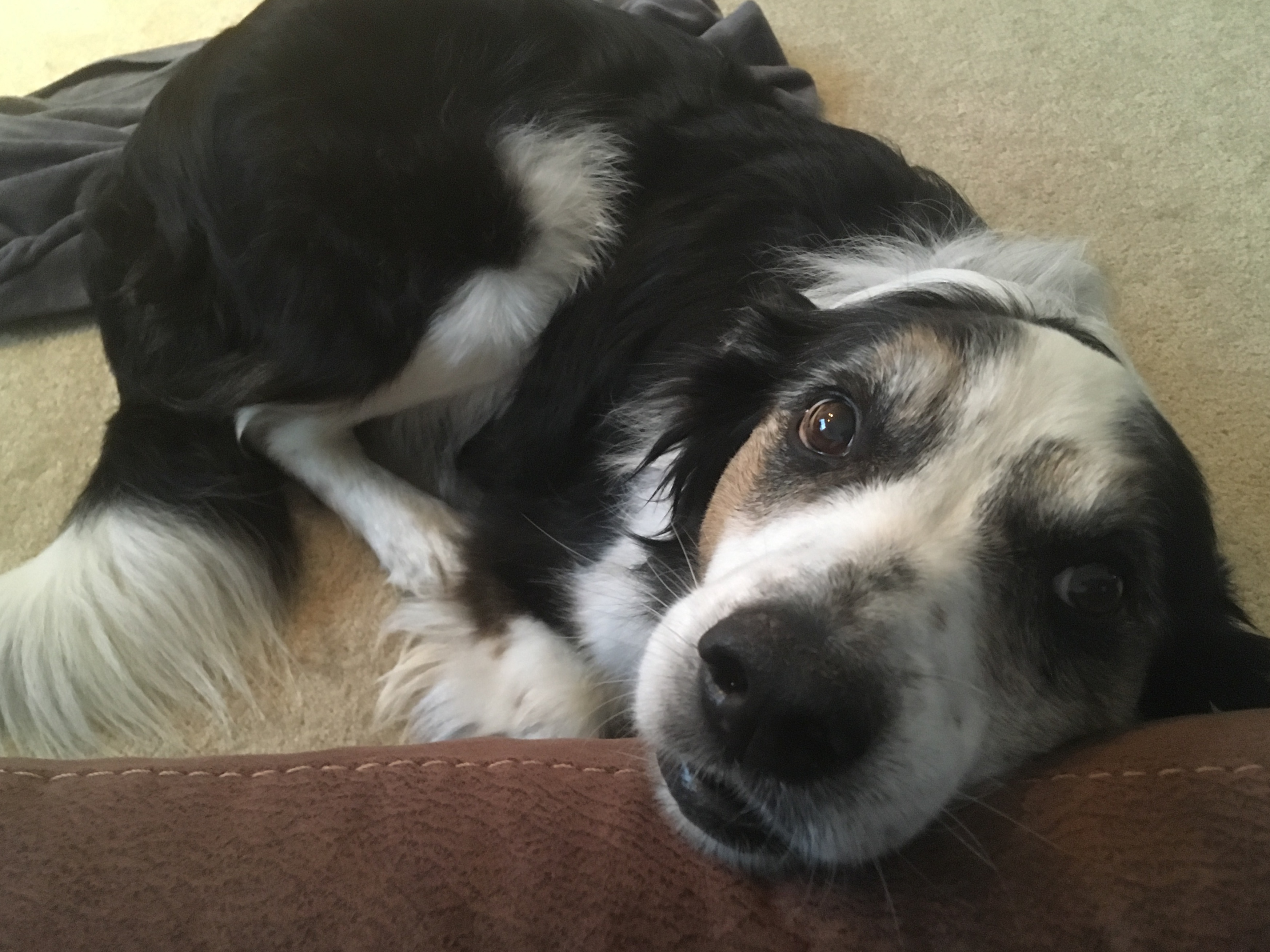 A border collie rests outdoors