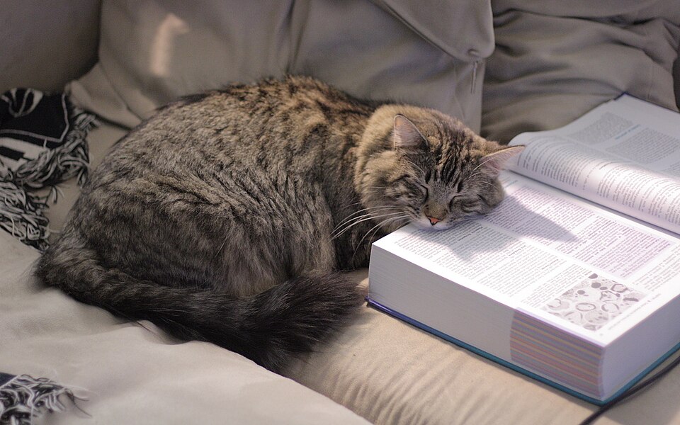A student studying with books and notes