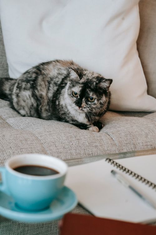 A cat lounging on a sofa beside a coffee cup and notepad