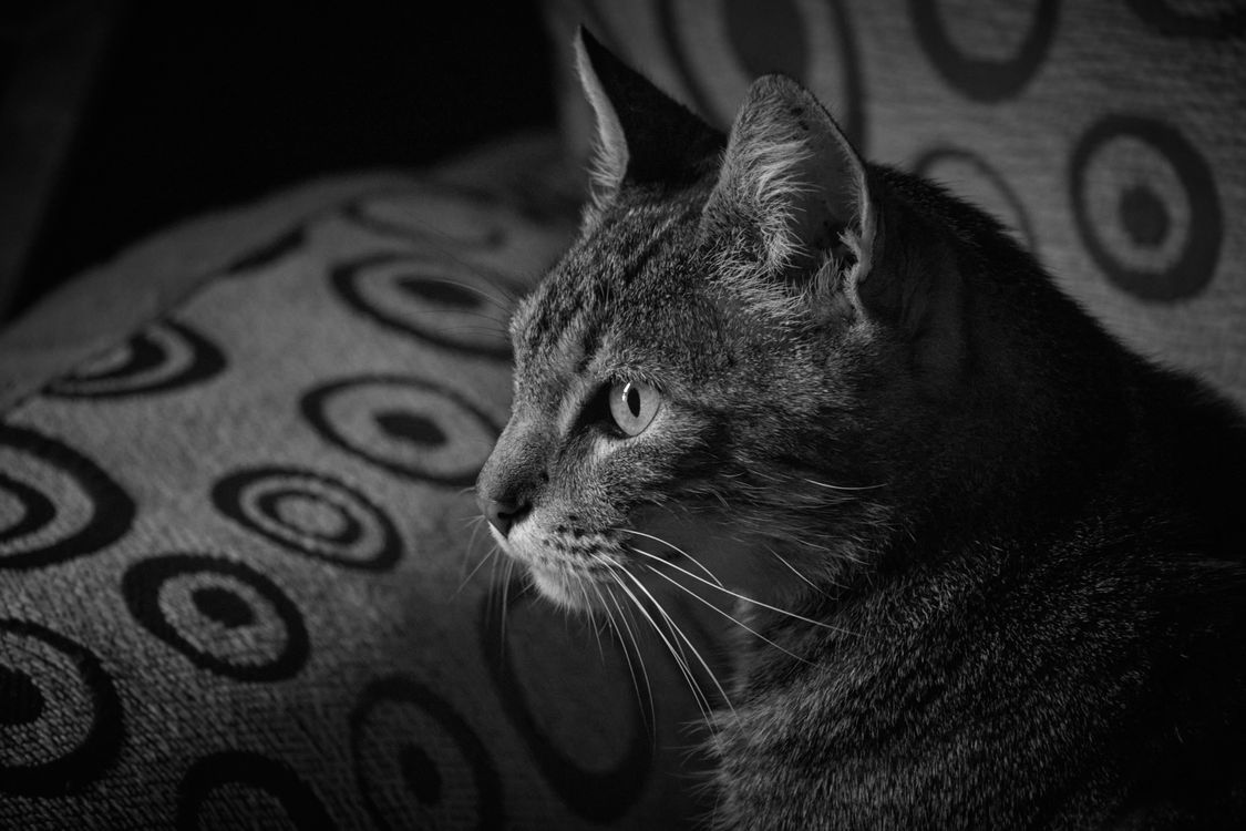 A black and white portrait of a tabby cat sitting on a patterned sofa