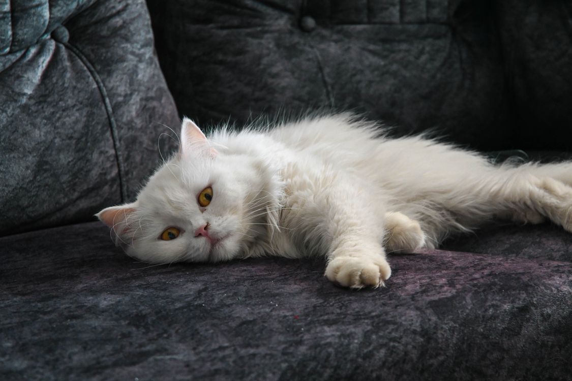 A fluffy white Persian cat lounging on a dark sofa