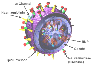 3D Influenza virus