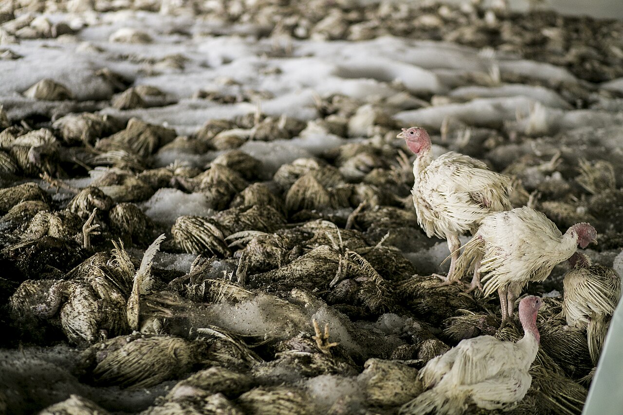 Avian influenza roee shpernik 09