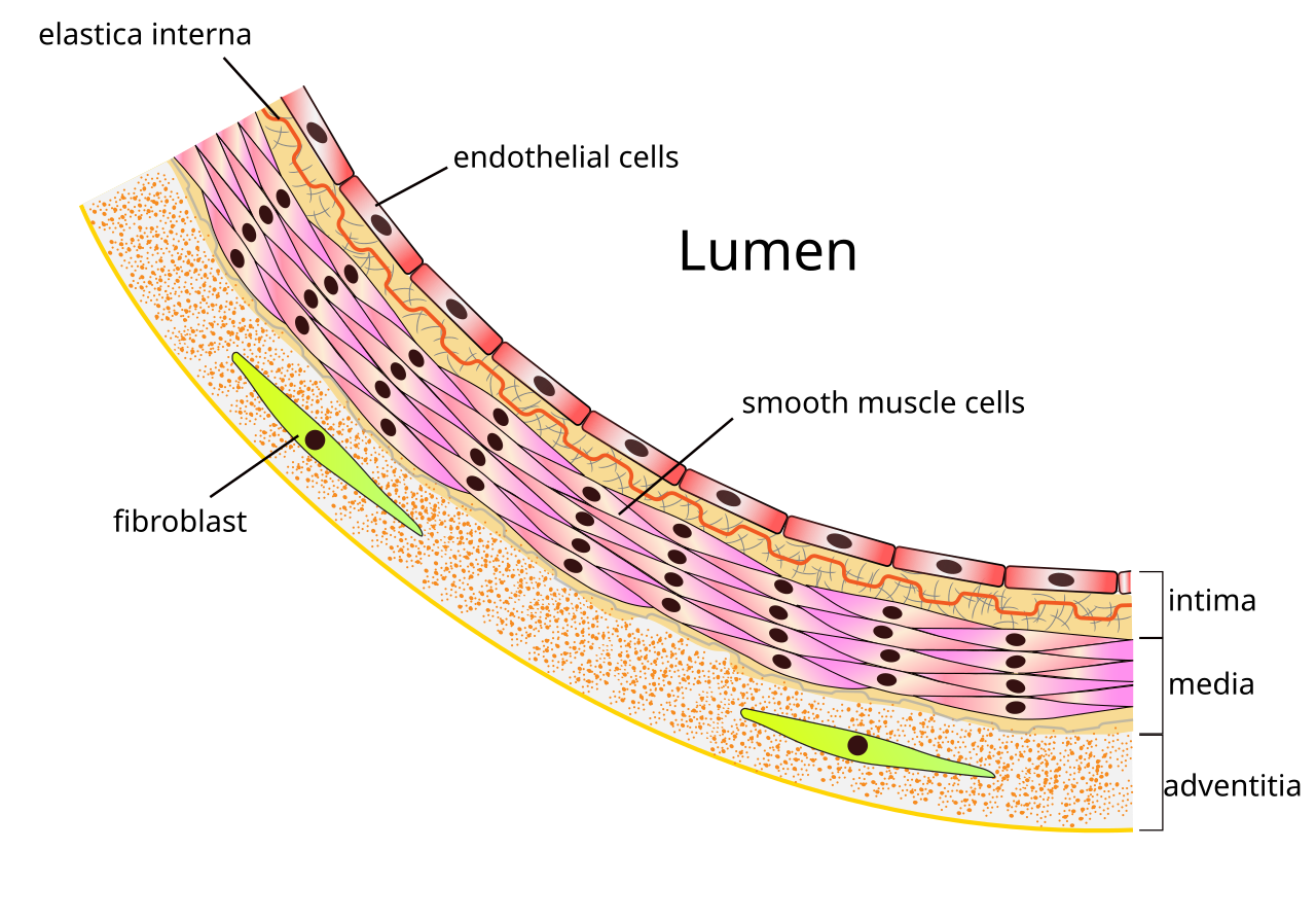 Diagram of an artery wall showing its layers and the hollow lumen where blood flows