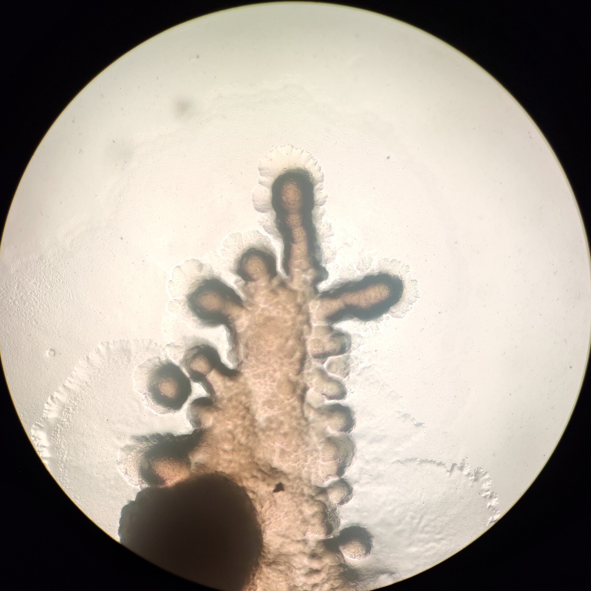 Bacteria growing under a microscope