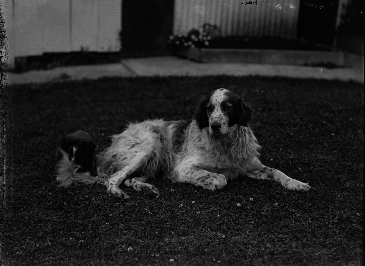 Portrait of a dog and a puppy seated on the grass (AM 81569-1)