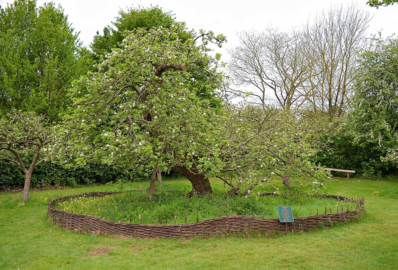 Newton's apple tree (34681046425)