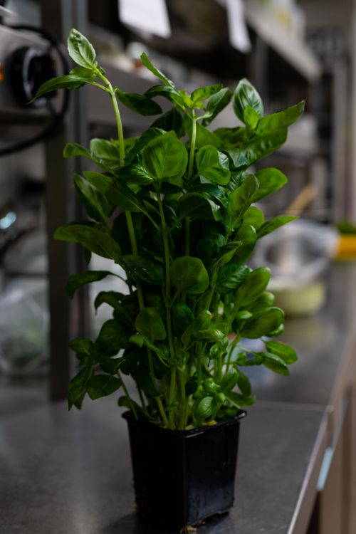 Fresh basil in a pot on a kitchen counter