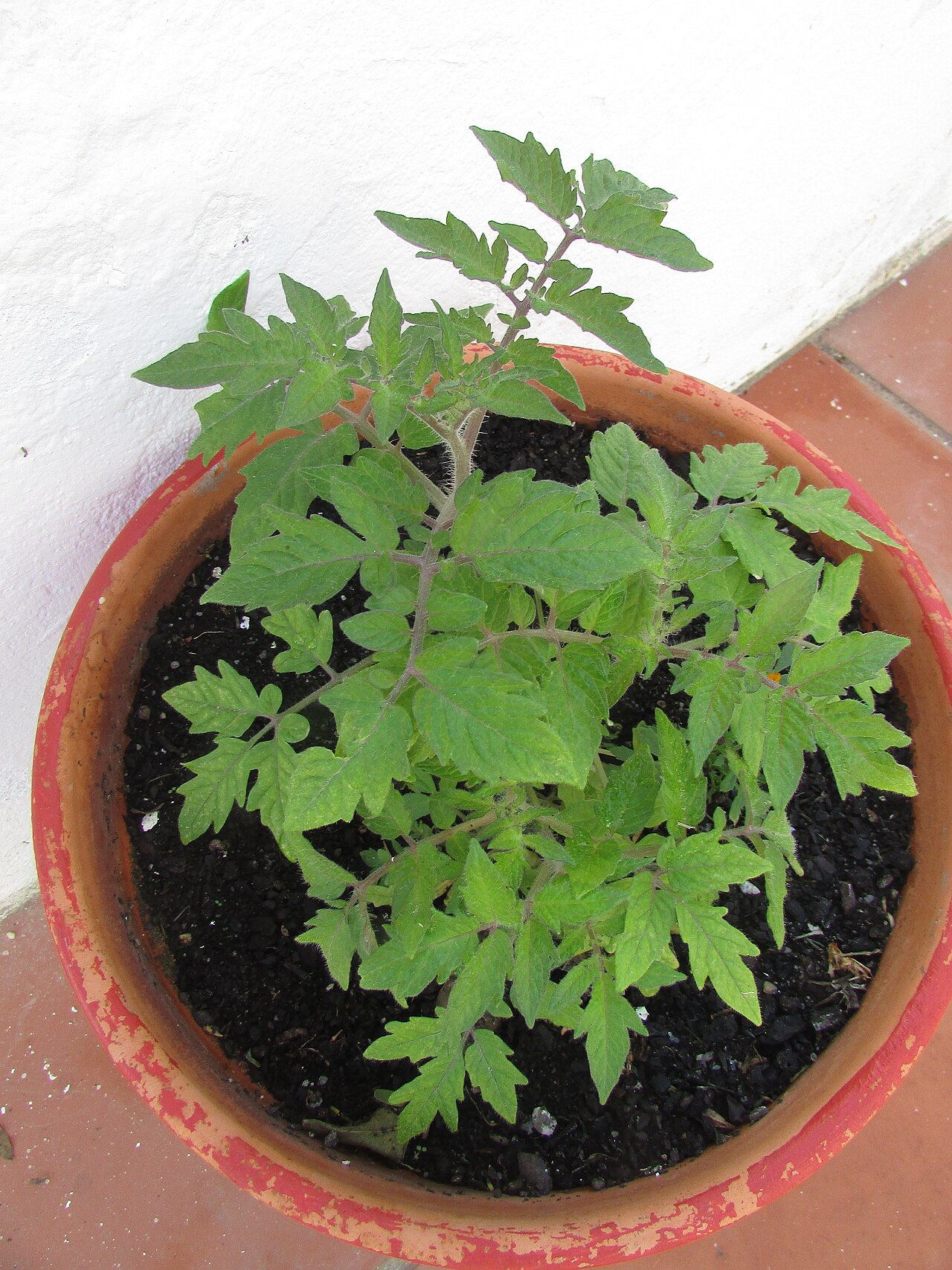 Moneymaker tomato plant growing