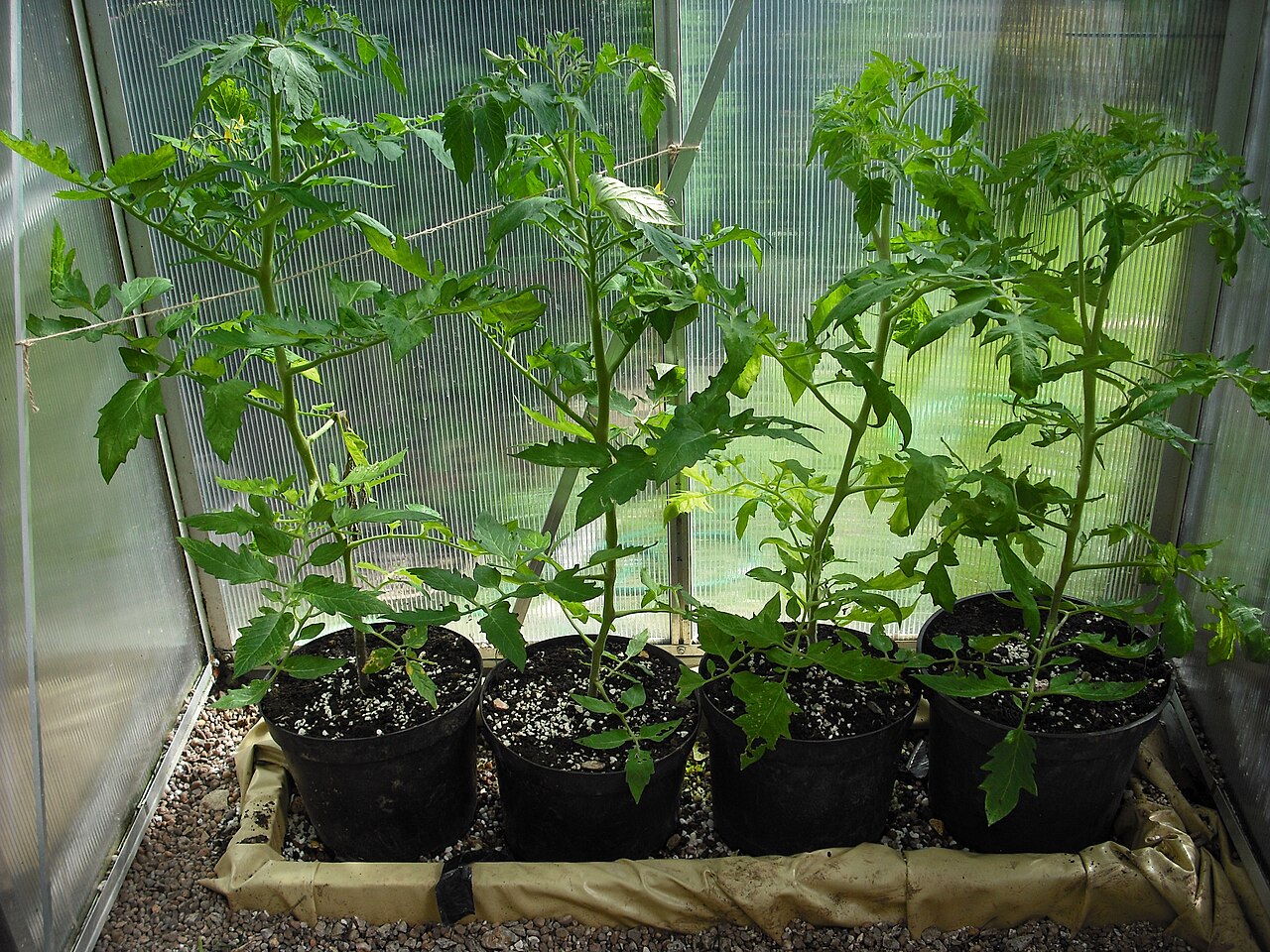 Tomato plants in ring culture pots