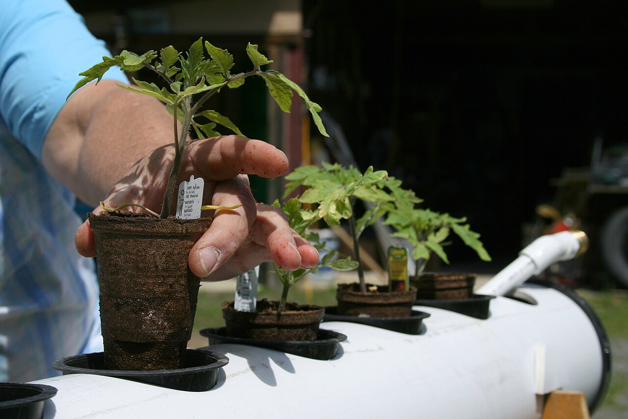 Planting a tomato seedling
