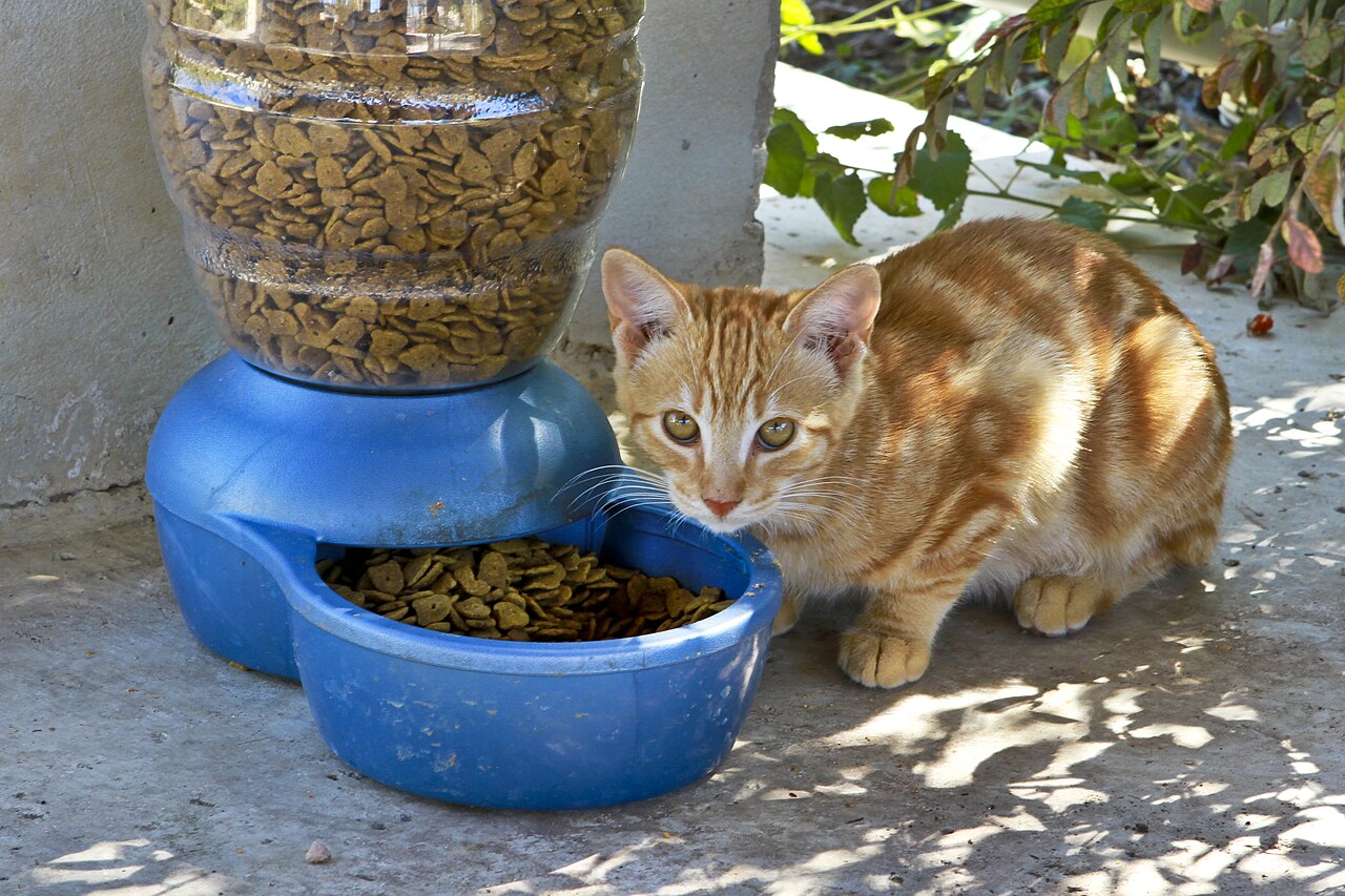 A cat pauses over a bowl of food, 2011