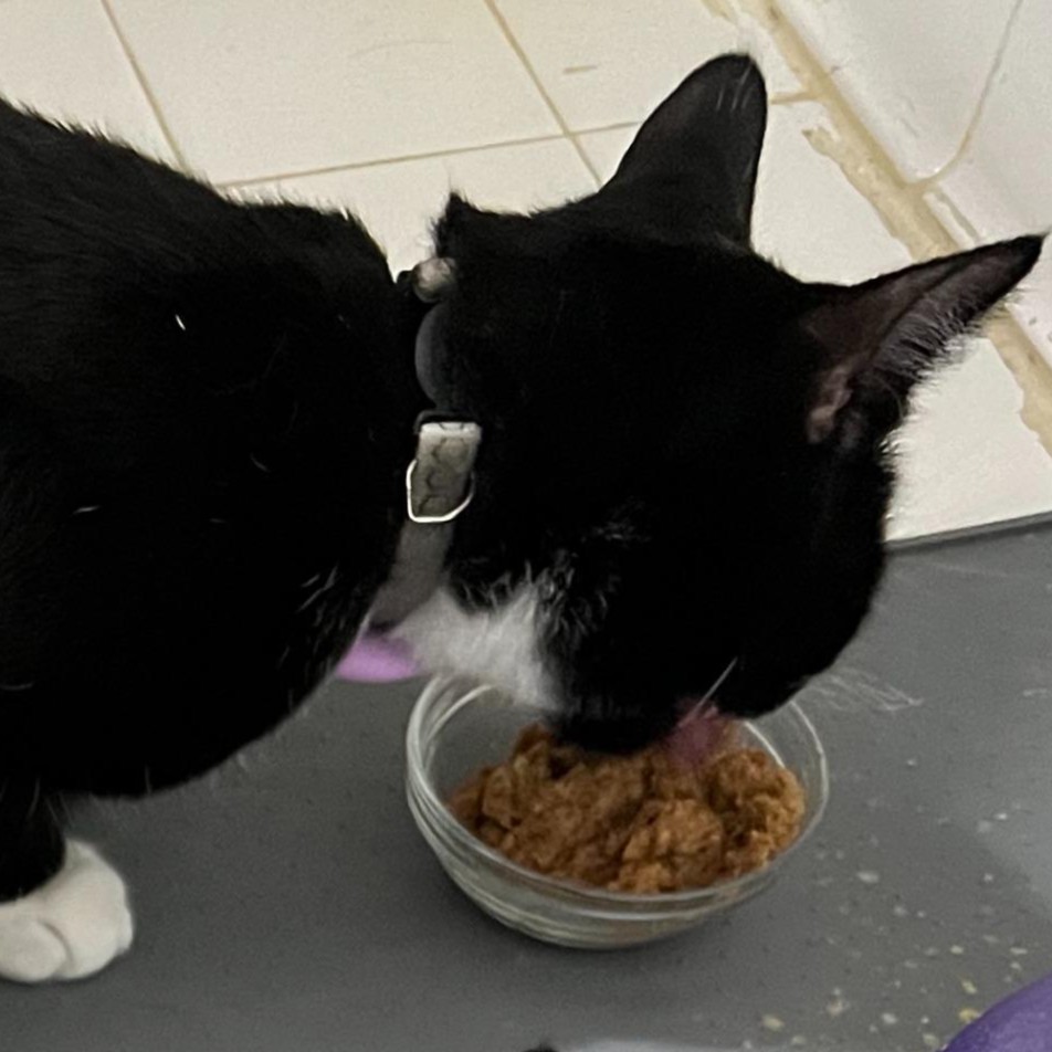 Cat eating wet plant-based cat food