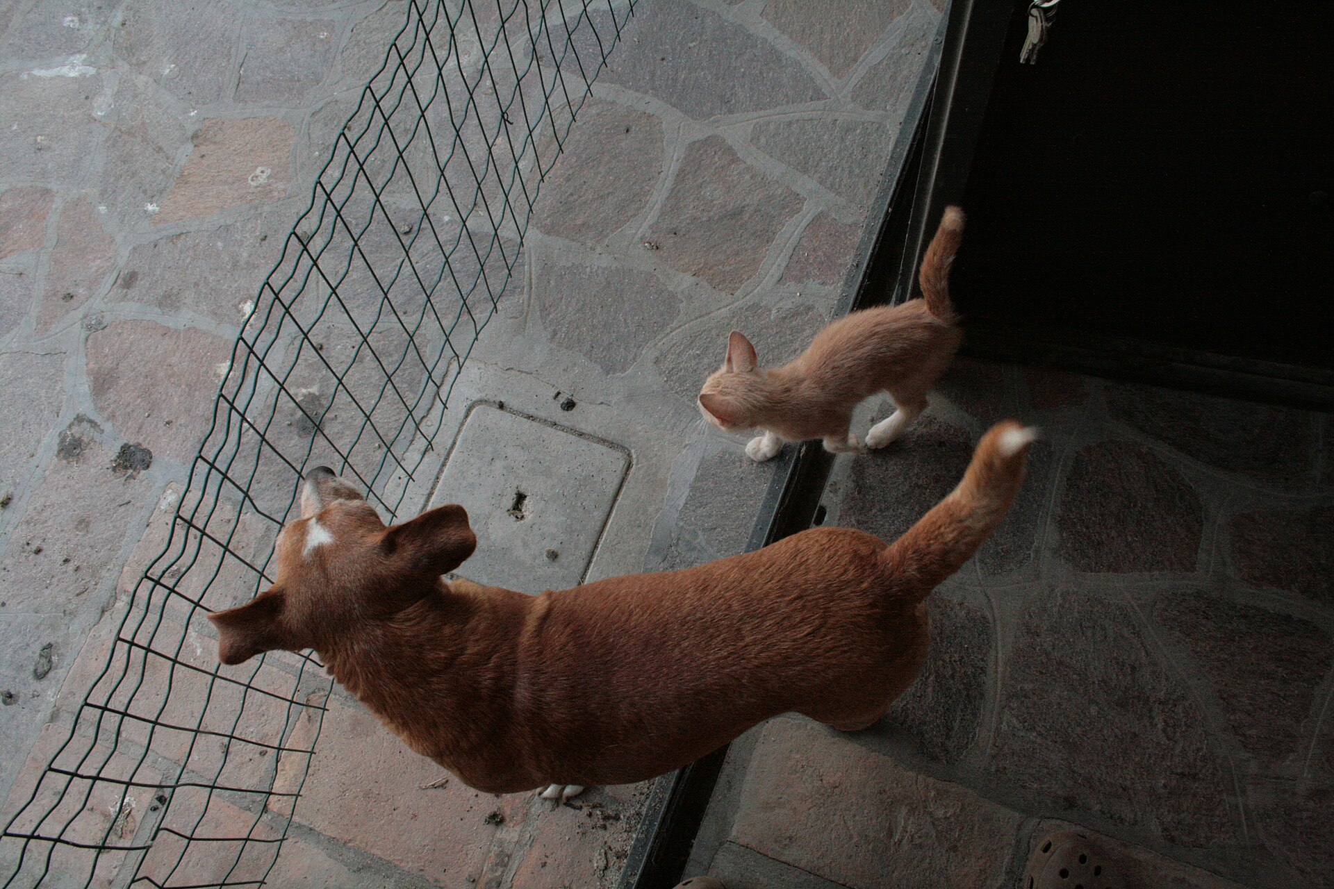 A kitten and a dog near a wire fence