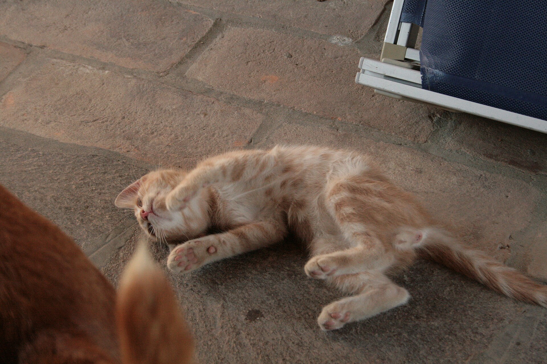 A kitten lying on a stone floor beside a dog