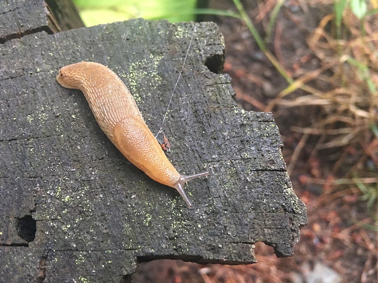 A garden slug crossing weathered wood in a garden