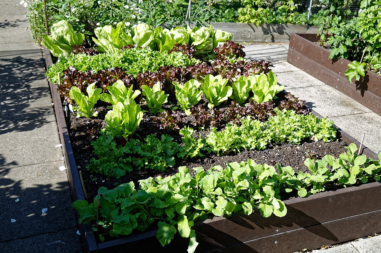 Lettuce and salad leaves growing in a raised vegetable bed