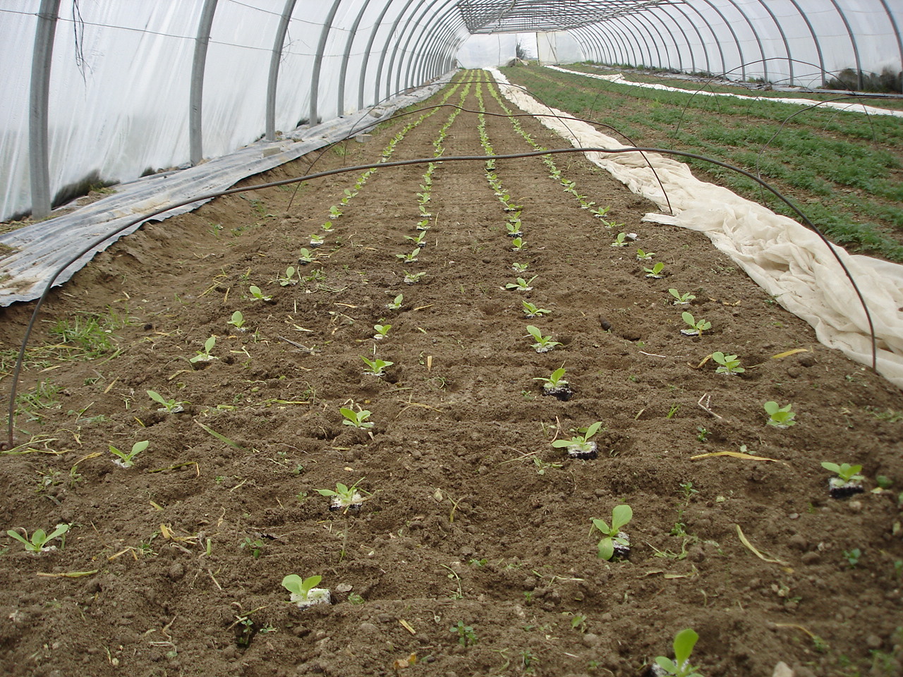 Young seedlings in rows inside a polytunnel
