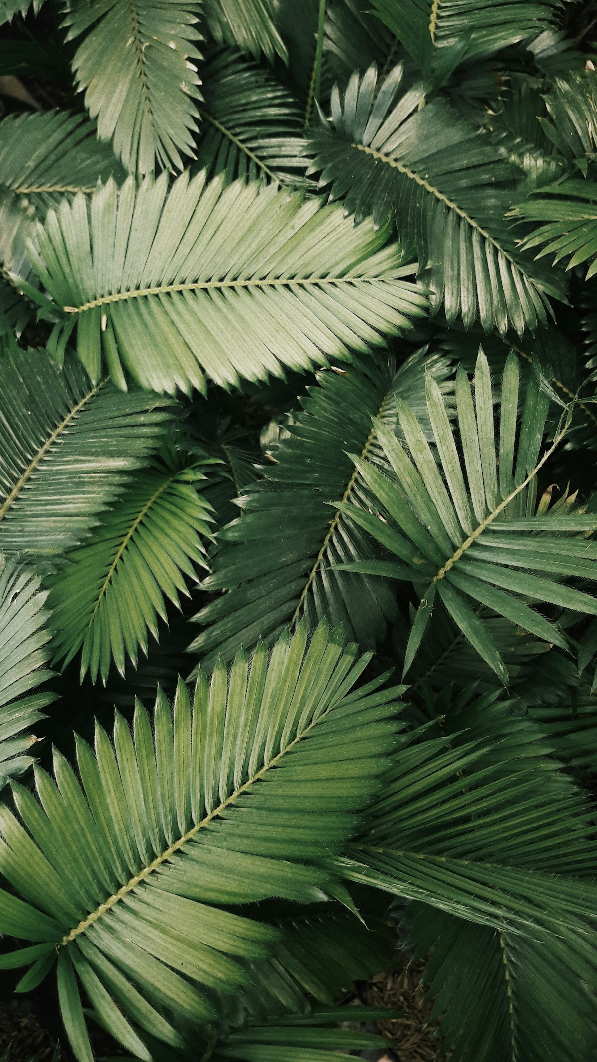 A peace lily in a pot with broad green leaves